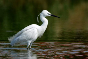 Маленька біла чапля Маленька біла чапля