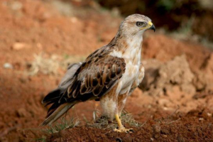 Птахи башкирія (башкортостан) Птахи башкирія (башкортостан)