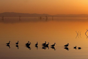 Птахи озера Птахи озера