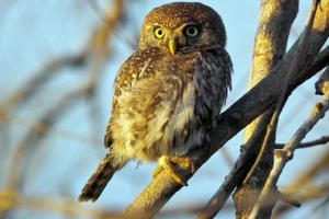 Воробя сова Воробя сова