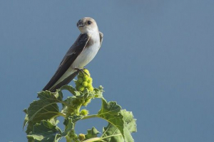 Птахи санкт-петербурга та ленінградської області Птахи санкт-петербурга та ленінградської області