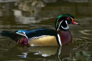 Американська птиця Американська птиця