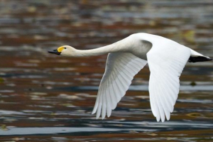 Малий лебідь Малий лебідь