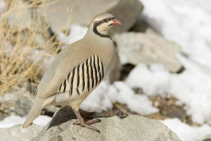 Сім'я фазанов Сім'я фазанов