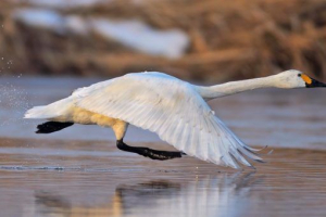 Птахи україни Птахи україни