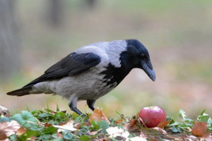 Ворона - вигляд і опис Ворона - вигляд і опис