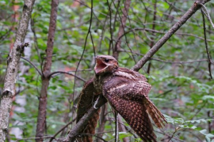 Козел (птах) Козел (птах)