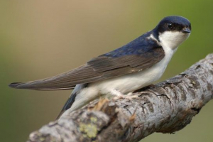 Міські птахи Міські птахи