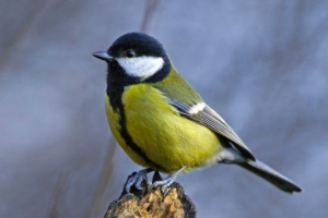 Інсейтивор птахів Інсейтивор птахів