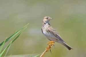 Поле lark Поле lark