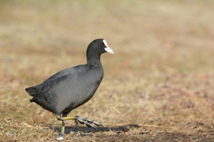 Лишуха (чорний гагар, лиск) Лишуха (чорний гагар, лиск)