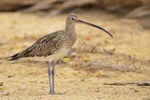 Великий cropnep Великий cropnep