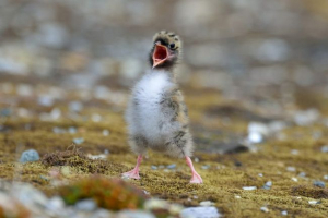Птахи в тундрі Птахи в тундрі