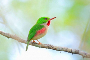 Пуерто риканський тоді - що це тварина? Пуерто риканський тоді - що це тварина?