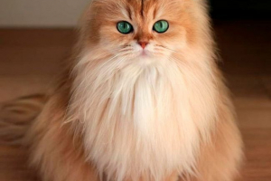 Пухнасті котячі породи Пухнасті котячі породи