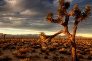 Пустелі та напівпустелі росії Пустелі та напівпустелі росії