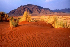 Пустеля kyzylkum Пустеля kyzylkum