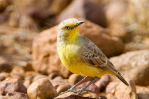 Desert ashbia - purnation enderic австралія Desert ashbia - purnation enderic австралія