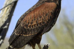 Пустельний канюк Пустельний канюк