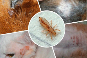 Шляхи інфікування та способи лікування валентних кішок Шляхи інфікування та способи лікування валентних кішок