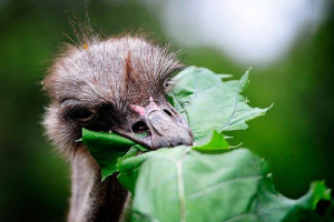 Страус дієти в природі та дому Страус дієти в природі та дому