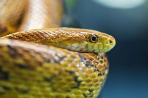 Перерва веселки Перерва веселки