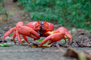 Круїз - опис, знаки, харчування, відтворення та класифікація Круїз - опис, знаки, харчування, відтворення та класифікація