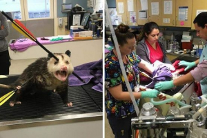 Поранений opossum продемонстрував чудеса живучості Поранений opossum продемонстрував чудеса живучості