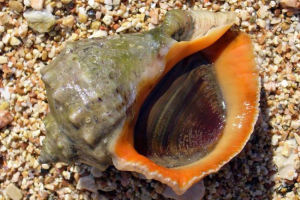 Рапана: фотографії та опис молюсків Рапана: фотографії та опис молюсків