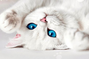 Звичайні породи білих кішок з блакитними очима Звичайні породи білих кішок з блакитними очима