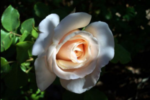 Рослини та гриби червоної книги ленінградської області Рослини та гриби червоної книги ленінградської області