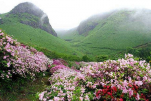 Японські рослини: характеристика та фотографії Японські рослини: характеристика та фотографії