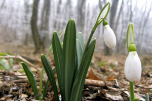 Квіти червоної книги Квіти червоної книги