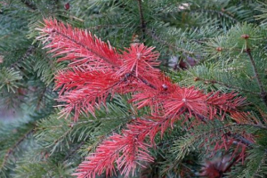 Рослини півночі Рослини півночі