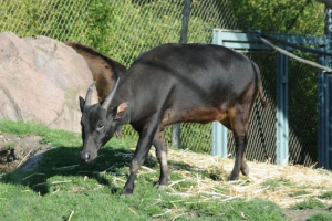 Пофарбований анаа - карлик, але небезпечний буйвол Пофарбований анаа - карлик, але небезпечний буйвол