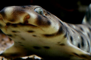 Надутий голуючий кухар. Фото, опис хижака. Надутий голуючий кухар. Фото, опис хижака.