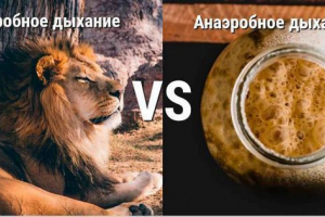 Відмінності між аеробним і анаеробним диханням Відмінності між аеробним і анаеробним диханням