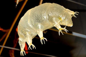 Від'їжджаючи через 30 років: вчені відродили водяний ведмедя Від'їжджаючи через 30 років: вчені відродили водяний ведмедя