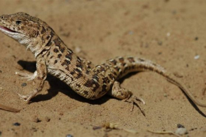 Різнобарвний пишний у дикій природі і як домашній вихованець Різнобарвний пишний у дикій природі і як домашній вихованець