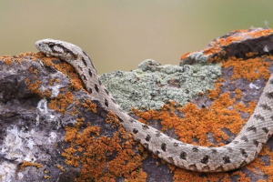 Різнобарвний полозок Різнобарвний полозок