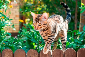 Різновиди домашніх порід плямистого кішок