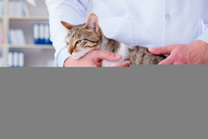 Різновиди хробаків у кішок, їх симптоми та лікування Різновиди хробаків у кішок, їх симптоми та лікування