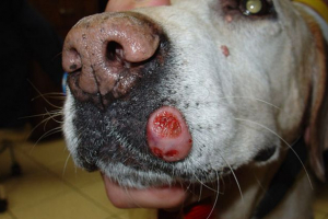 Різновиди новоутворень у собаці на тілі Різновиди новоутворень у собаці на тілі