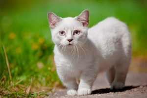 Різновиди короткохвких кішок