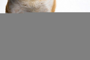 Tarve передньої крос-зв'язки у собак - що вам потрібно знати? Tarve передньої крос-зв'язки у собак - що вам потрібно знати?