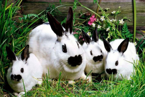 Кролики, що розмножуються вдома - де почати? Кролики, що розмножуються вдома - де почати?