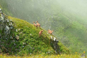 Рідкі тварини з червоної книги краснодарського території - список, характеристики та фотографії Рідкі тварини з червоної книги краснодарського території - список, характеристики та фотографії