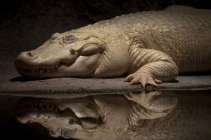 Рідкісний білий алігатор помер в одному з зоопарків сша Рідкісний білий алігатор помер в одному з зоопарків сша