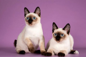 Кіт карликовий рок-рейтинг Кіт карликовий рок-рейтинг