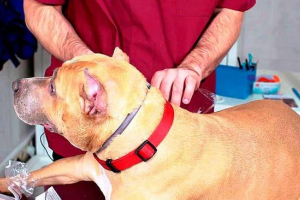 Рейтинг кращих блошиних комірок для собак Рейтинг кращих блошиних комірок для собак